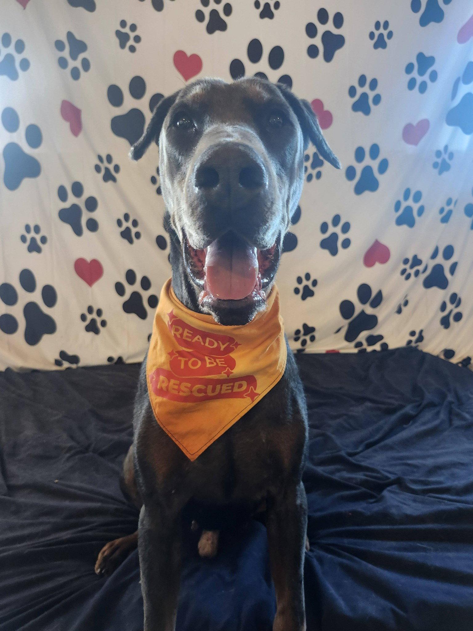 Enlarge Roscoe, a Adoptable Doberman Pinscher in Minneapolis, MN image 3/3