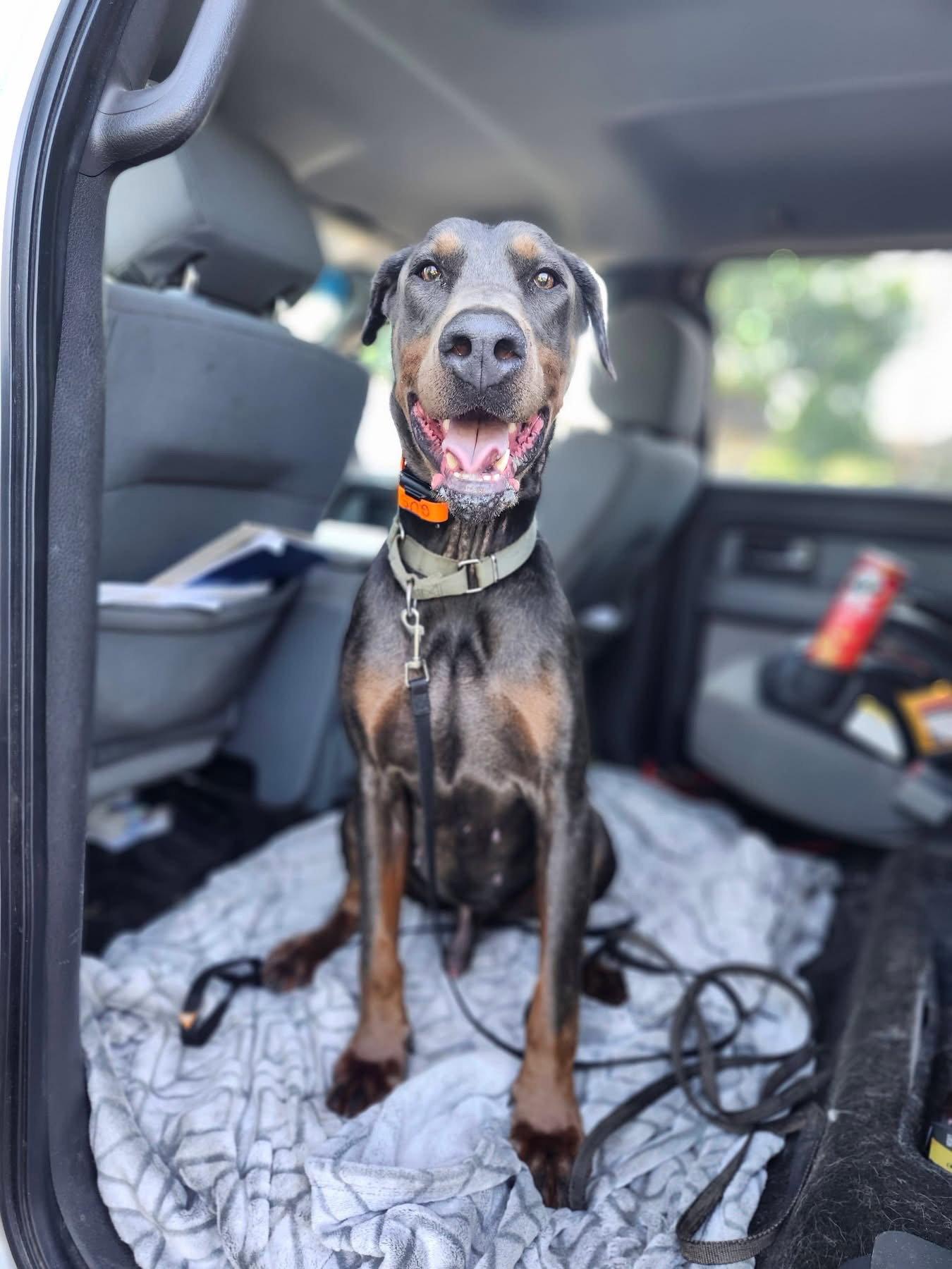 Roscoe, a Adoptable Doberman Pinscher in Minneapolis, MN image 3/3