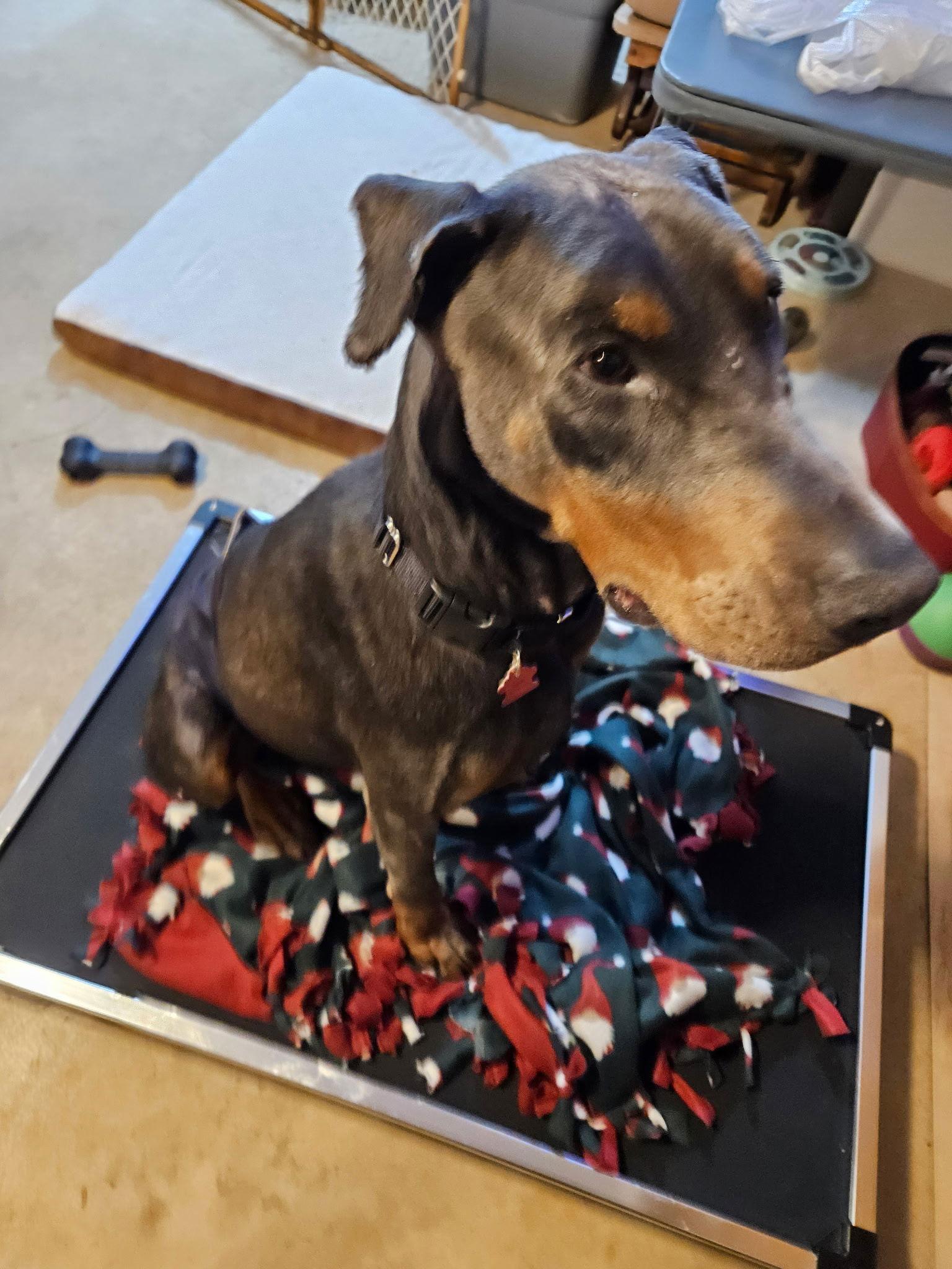 Roscoe, Adoptable, Adult Male Doberman Pinscher.