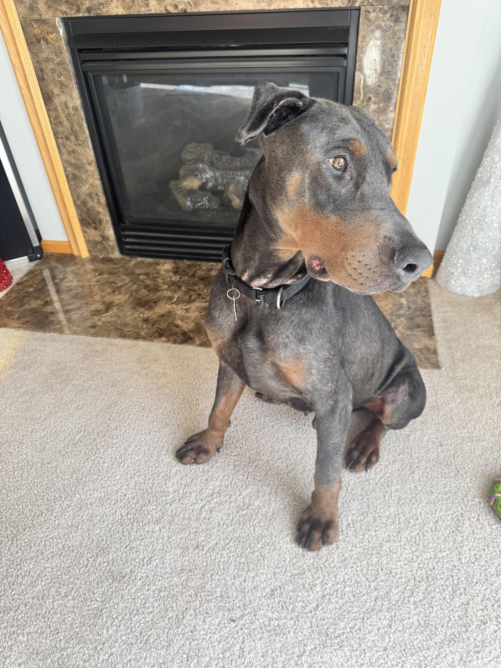 Roscoe, a Adoptable Doberman Pinscher in Minneapolis, MN image 1/3