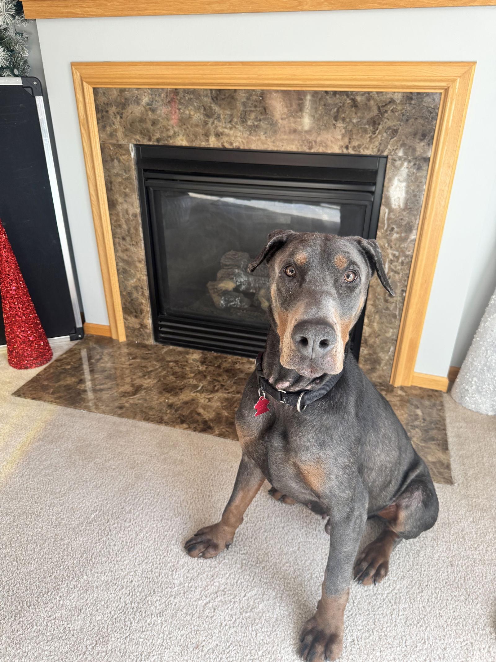 Roscoe, a Adoptable Doberman Pinscher in Minneapolis, MN image 2/3