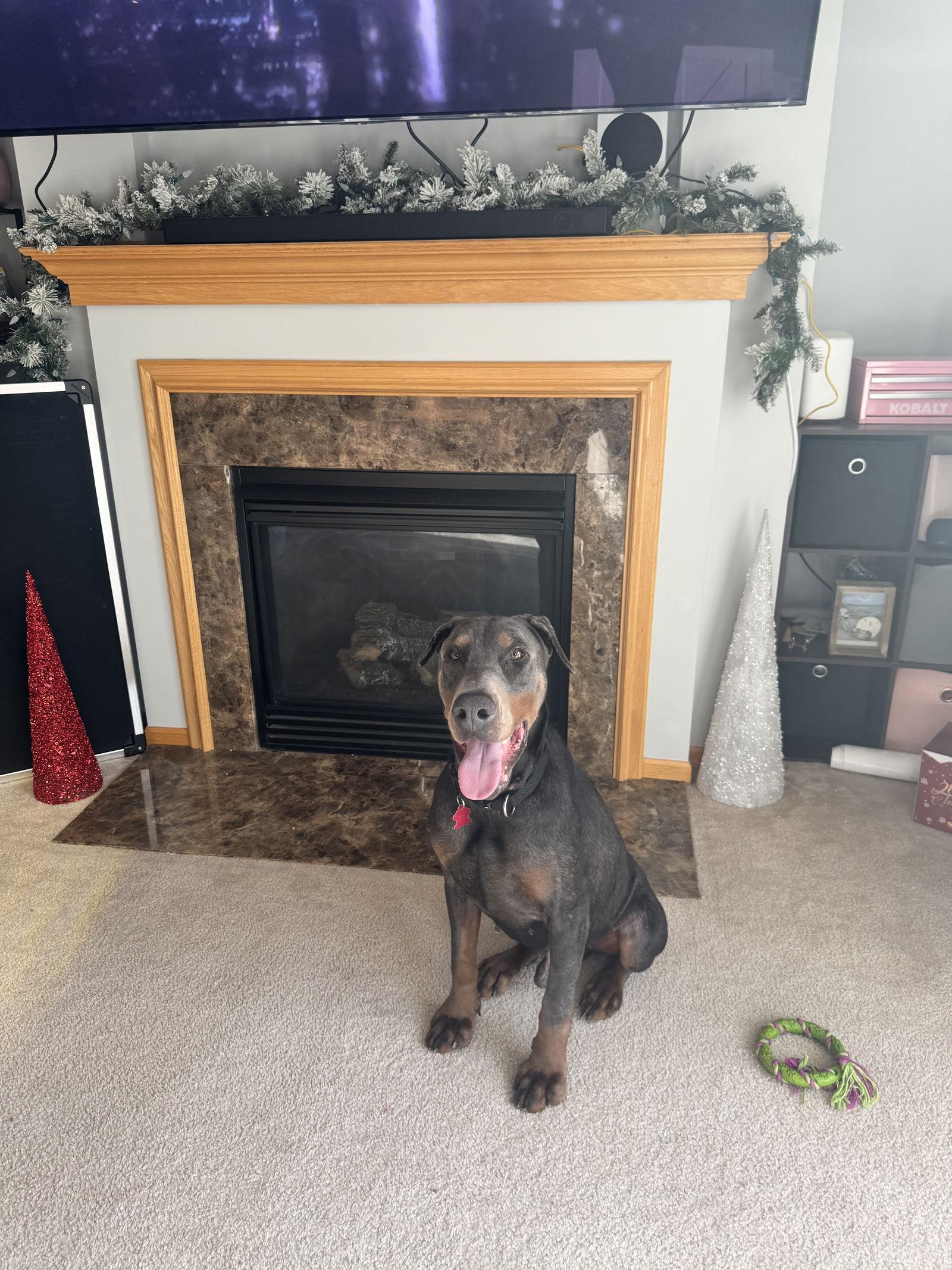 Roscoe, a Adoptable Doberman Pinscher in Minneapolis, MN image 3/3