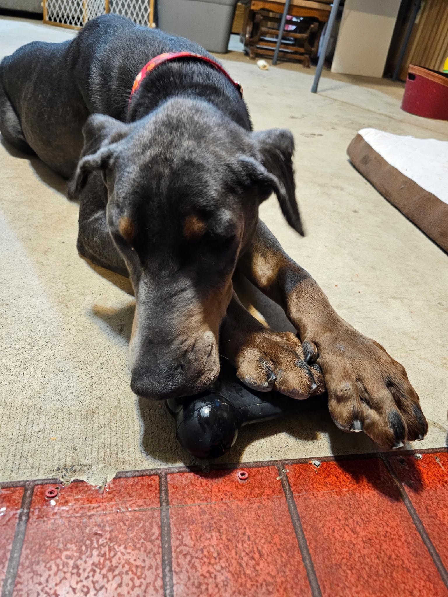 Enlarge Roscoe, a Adoptable Doberman Pinscher in Minneapolis, MN image 3/3