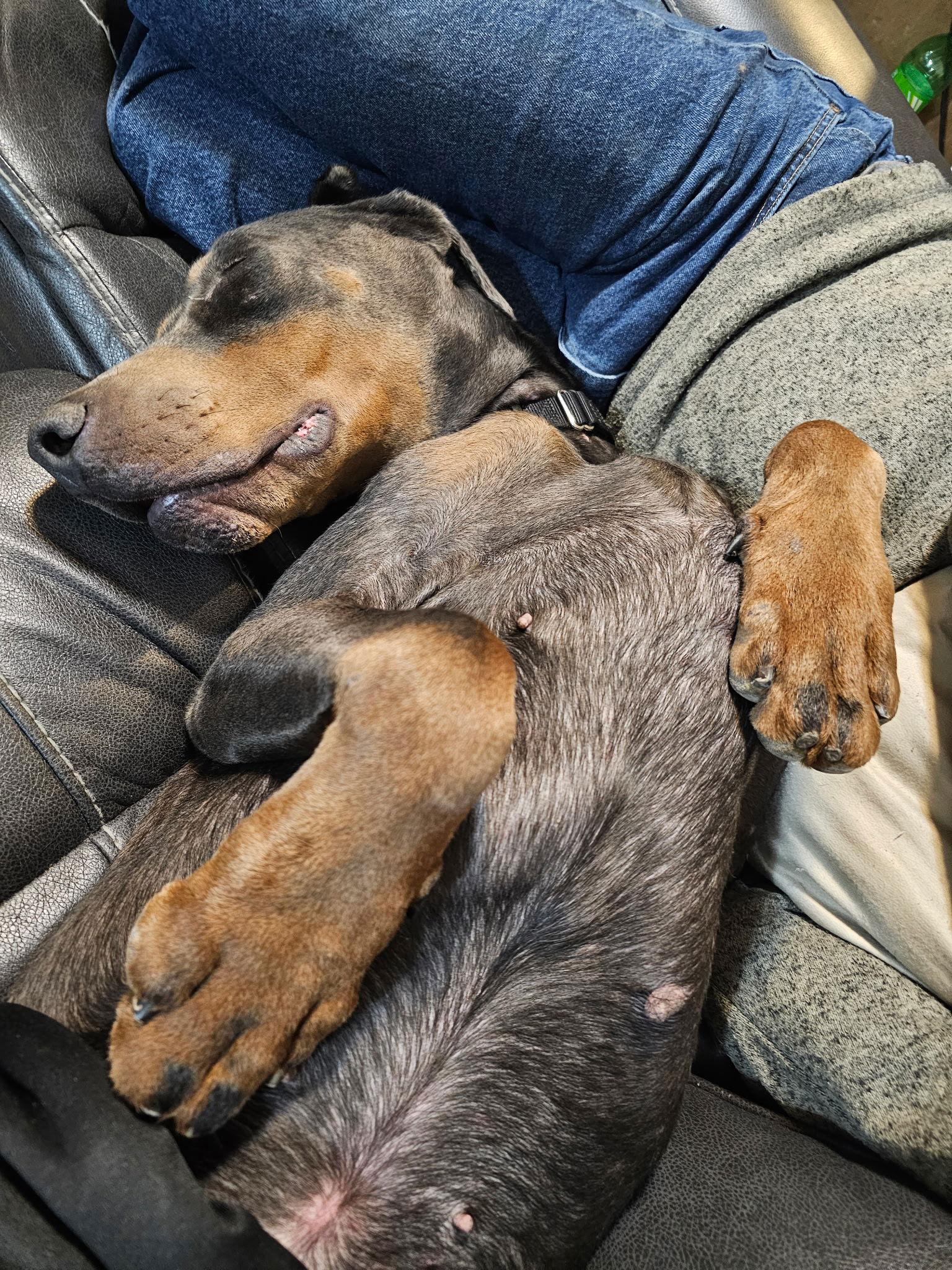 Enlarge Roscoe, a Adoptable Doberman Pinscher in Minneapolis, MN image 3/3