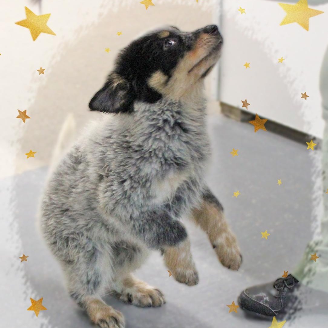 Enlarge Bandit, an adopted mixed breed in Amelia, OH image 2/2