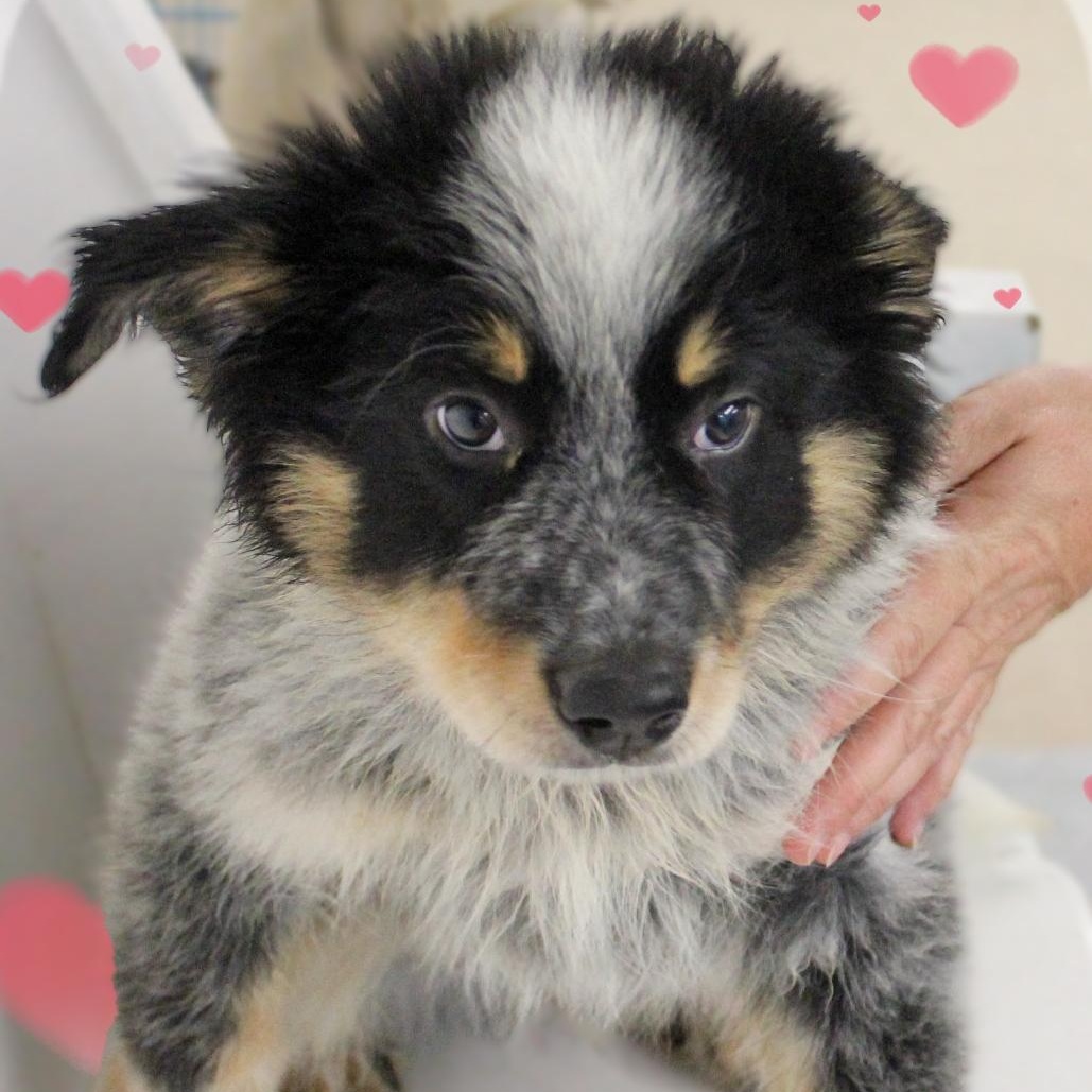 Enlarge Bandit, an adopted mixed breed in Amelia, OH image 1/2