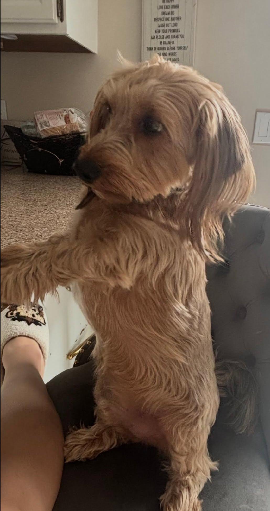 Poppi, adopted, Adult Male Yorkshire Terrier & Dachshund.
