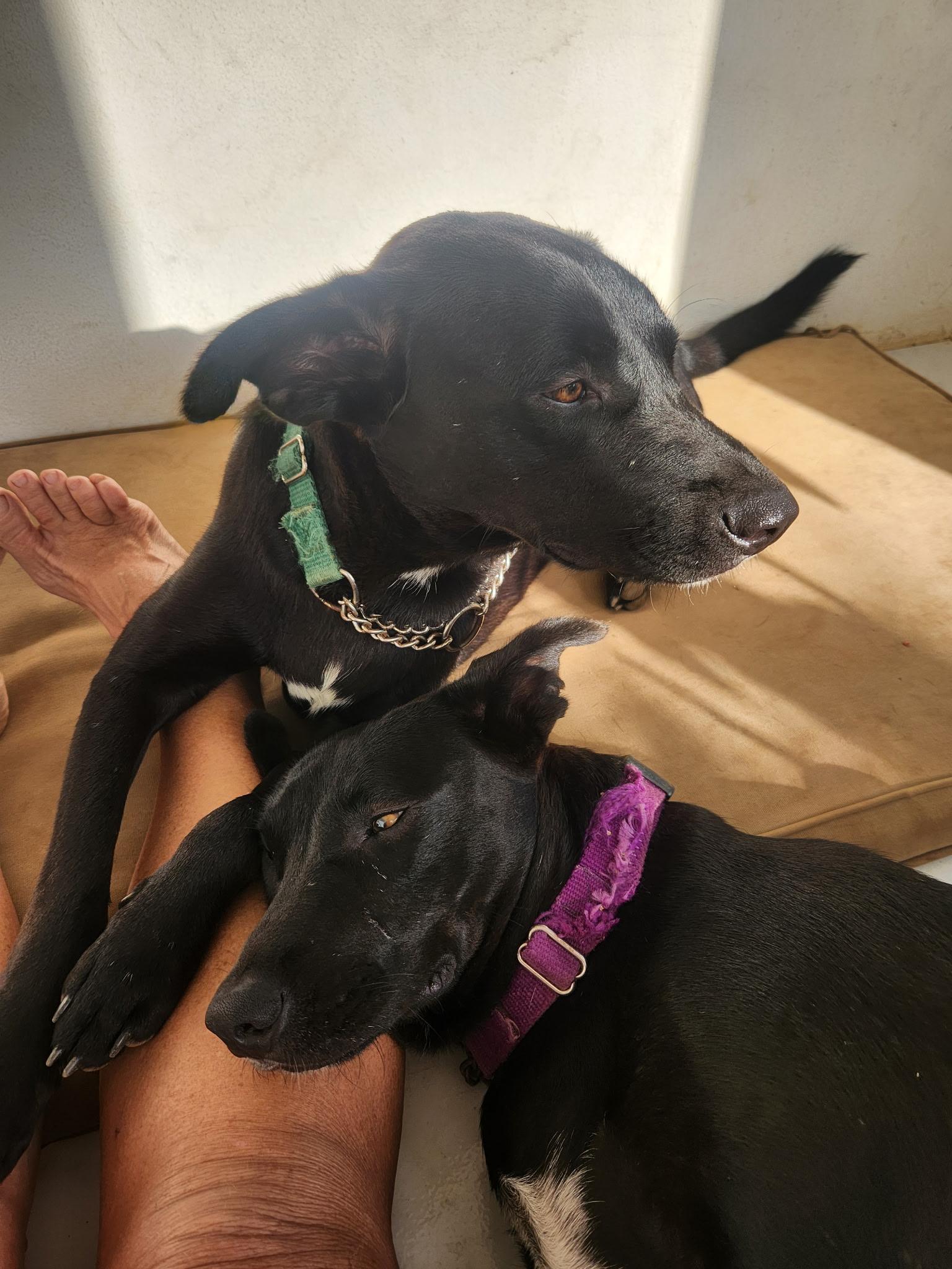 Enlarge Onyx, a Adoptable mixed breed in Glen Rock, NJ image 2/4