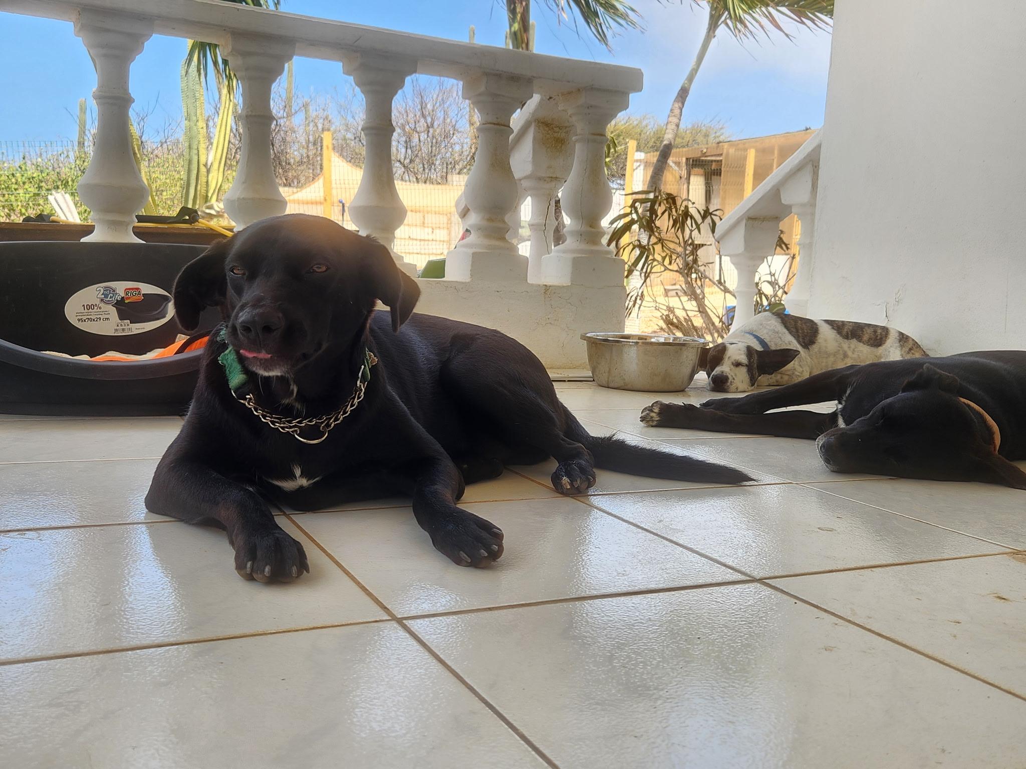 Onyx, Adoptable, Young Male Labrador Retriever.