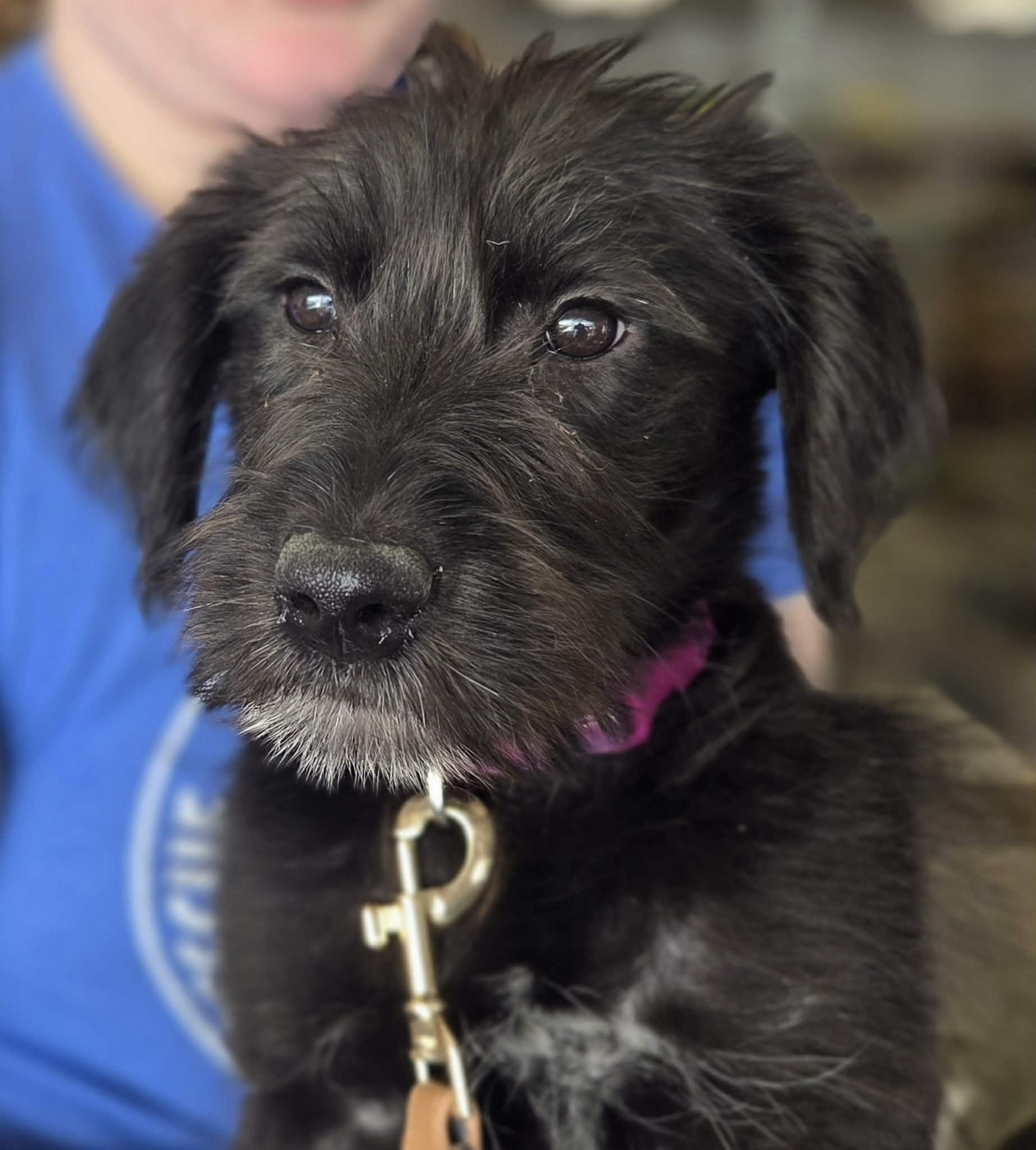 Enlarge Biscuit the Schnauzer mix Puppy, a Adoptable mixed breed in Muskego, WI image 3/6