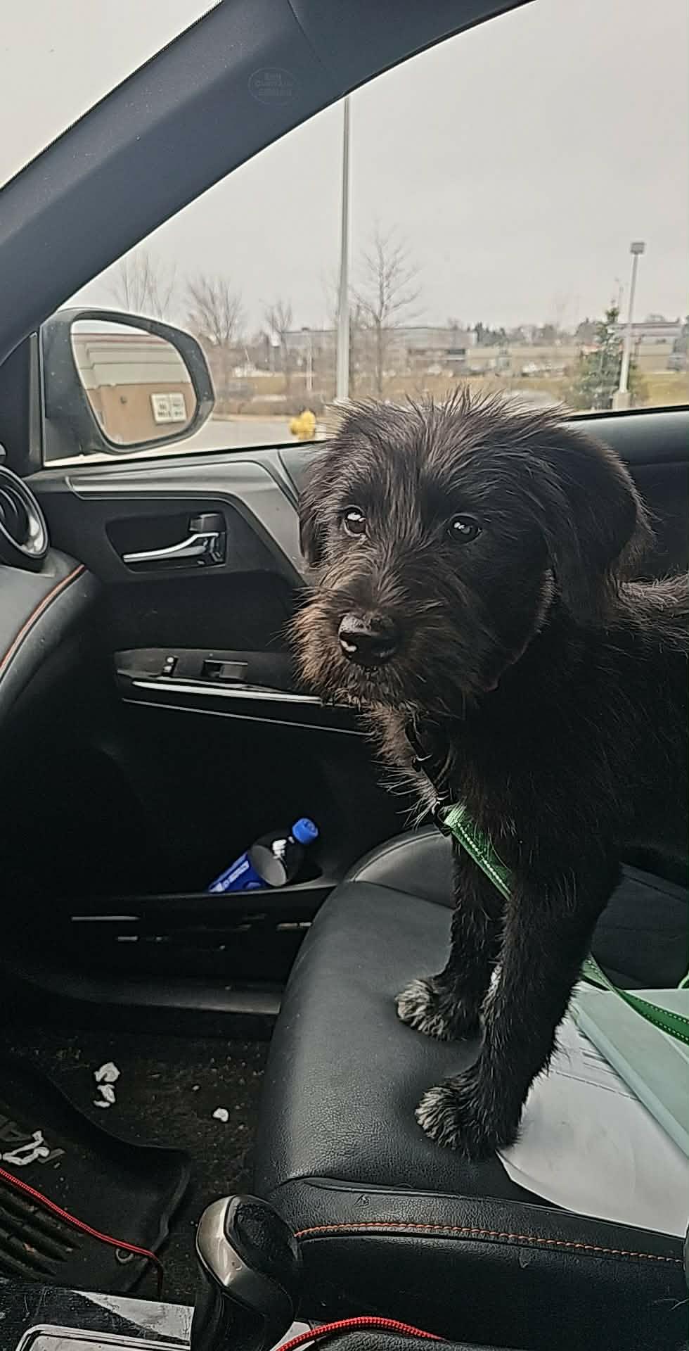 Enlarge Biscuit the Schnauzer mix Puppy, a Adoptable mixed breed in Muskego, WI image 6/6