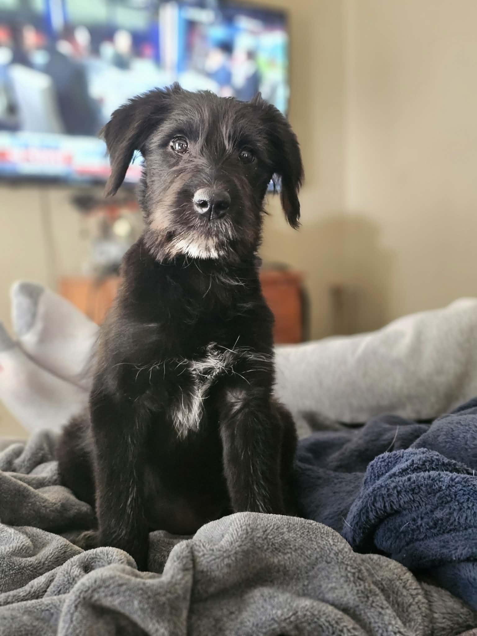 Biscuit the Schnauzer mix Puppy, Adoptable, Puppy Female Schnauzer & Black Labrador Retriever.