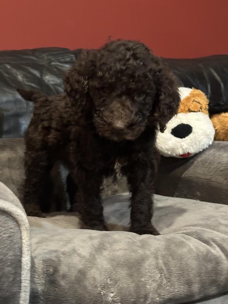 HANK, Adoptable, Puppy Male Aussiedoodle & Labrador Retriever.