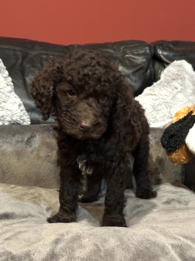 Enlarge HANK, a Adoptable mixed breed in Milton, GA image 2/4