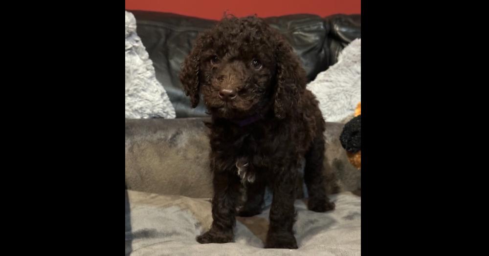 Enlarge HANK, a Adoptable mixed breed in Milton, GA image 3/4