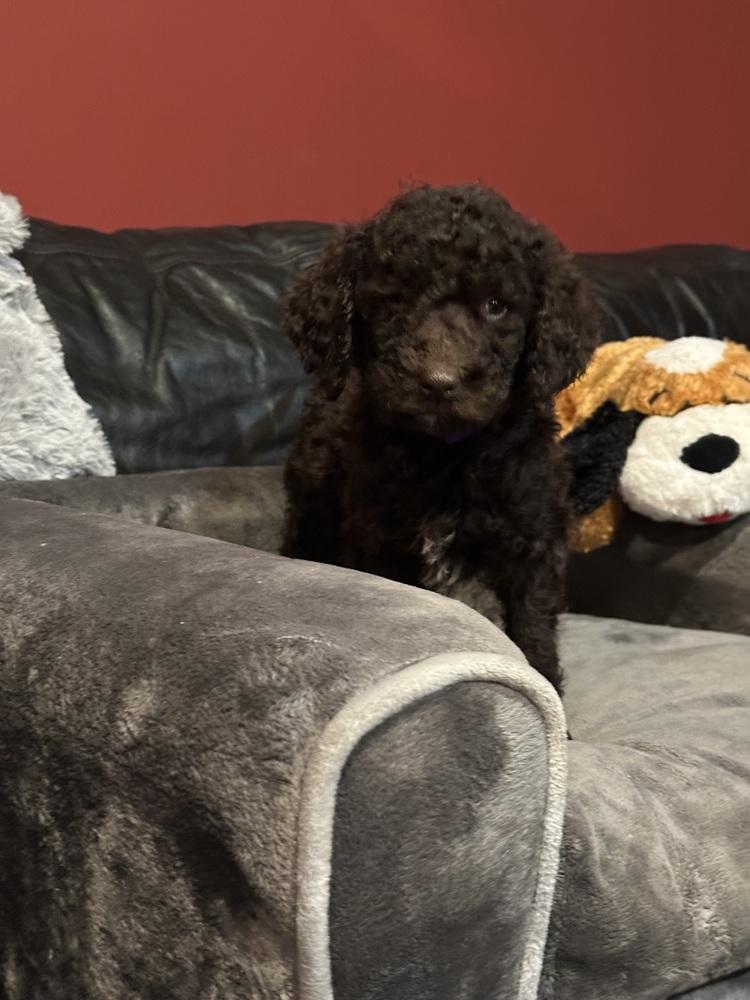 Enlarge HANK, a Adoptable mixed breed in Milton, GA image 4/4