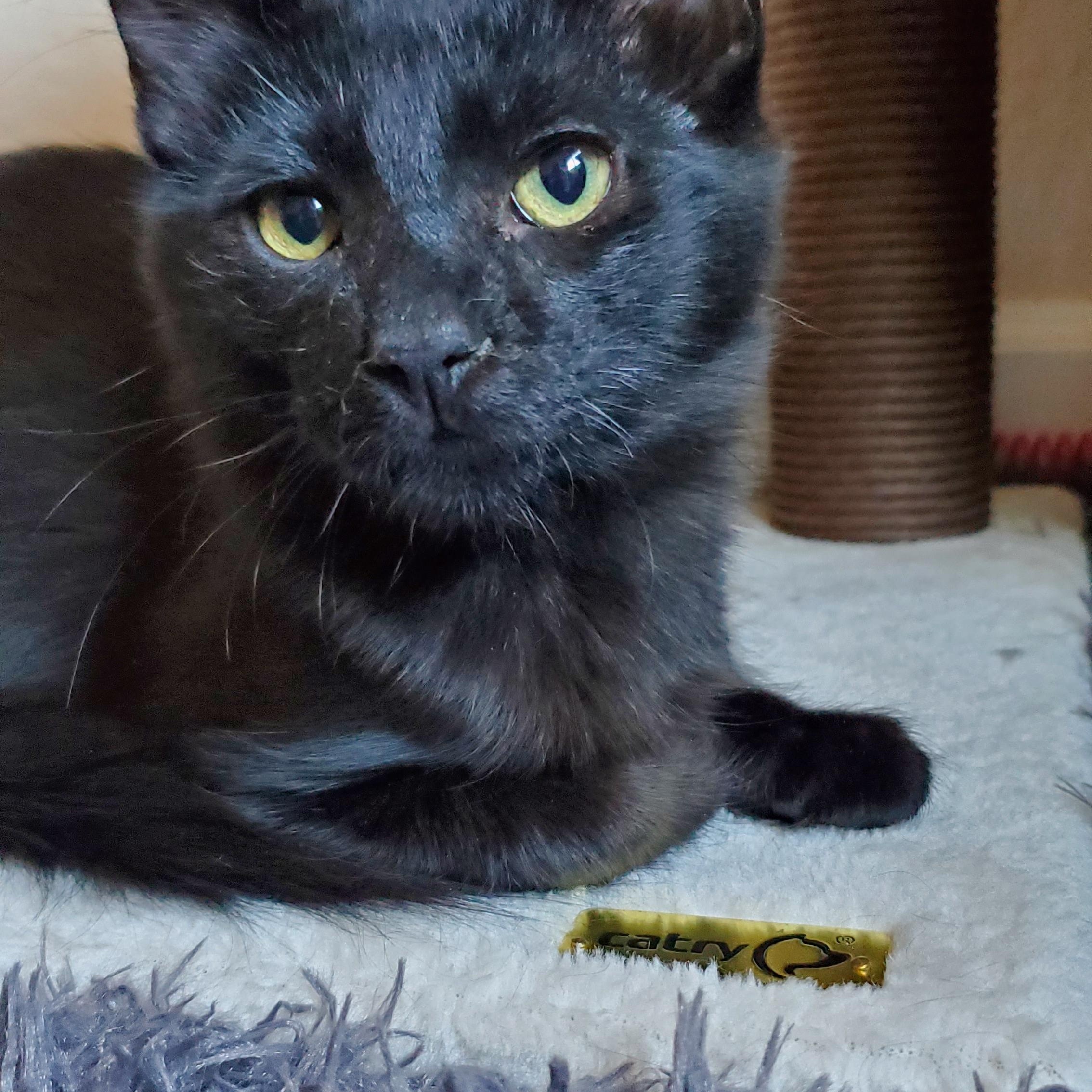 Nigel & Neil (bonded pair)