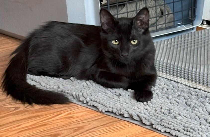 Nigel & Neil (bonded pair) 3