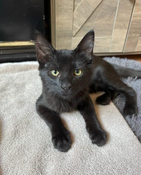 Nigel & Neil (bonded pair)