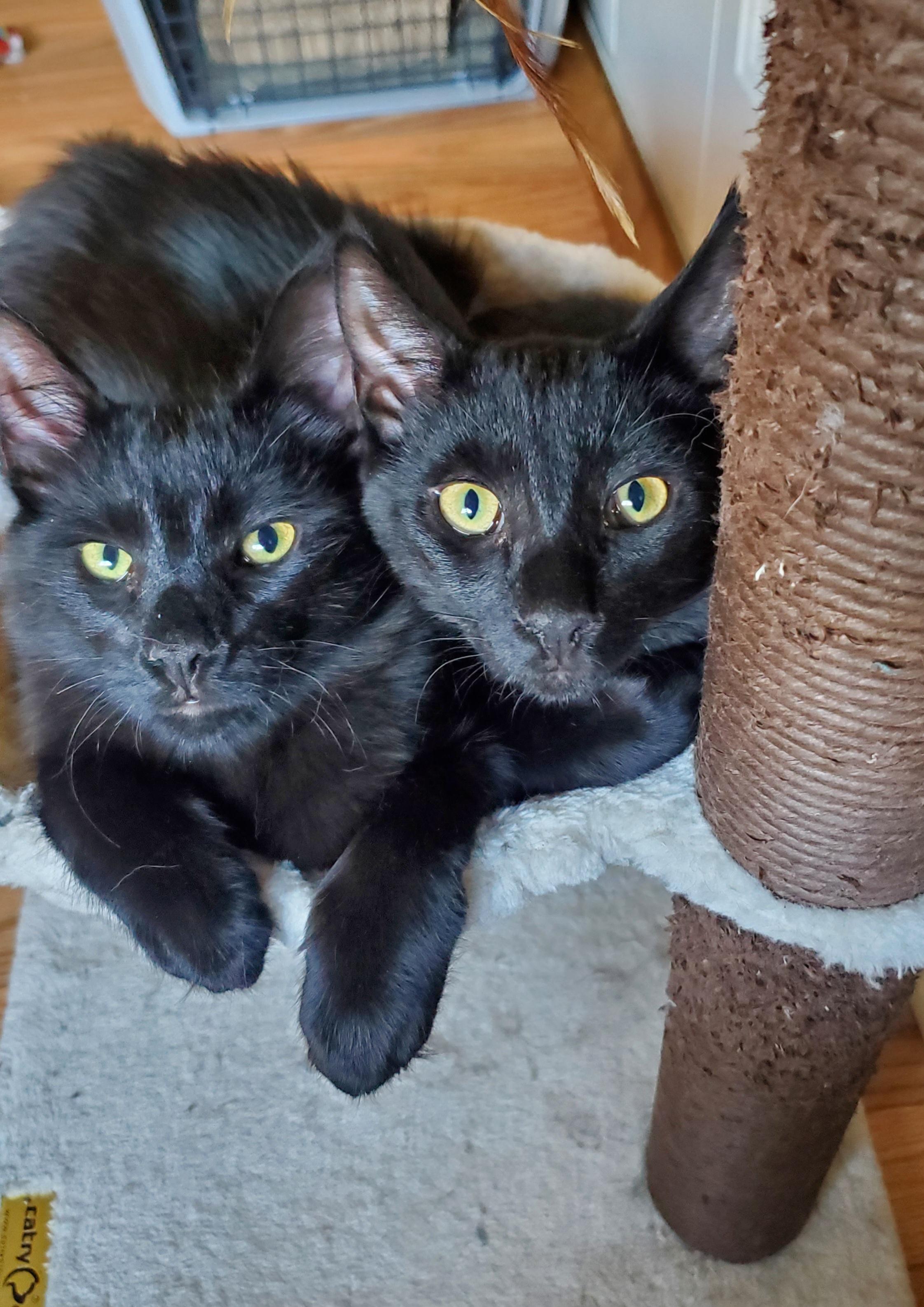 Nigel & Neil (bonded pair)