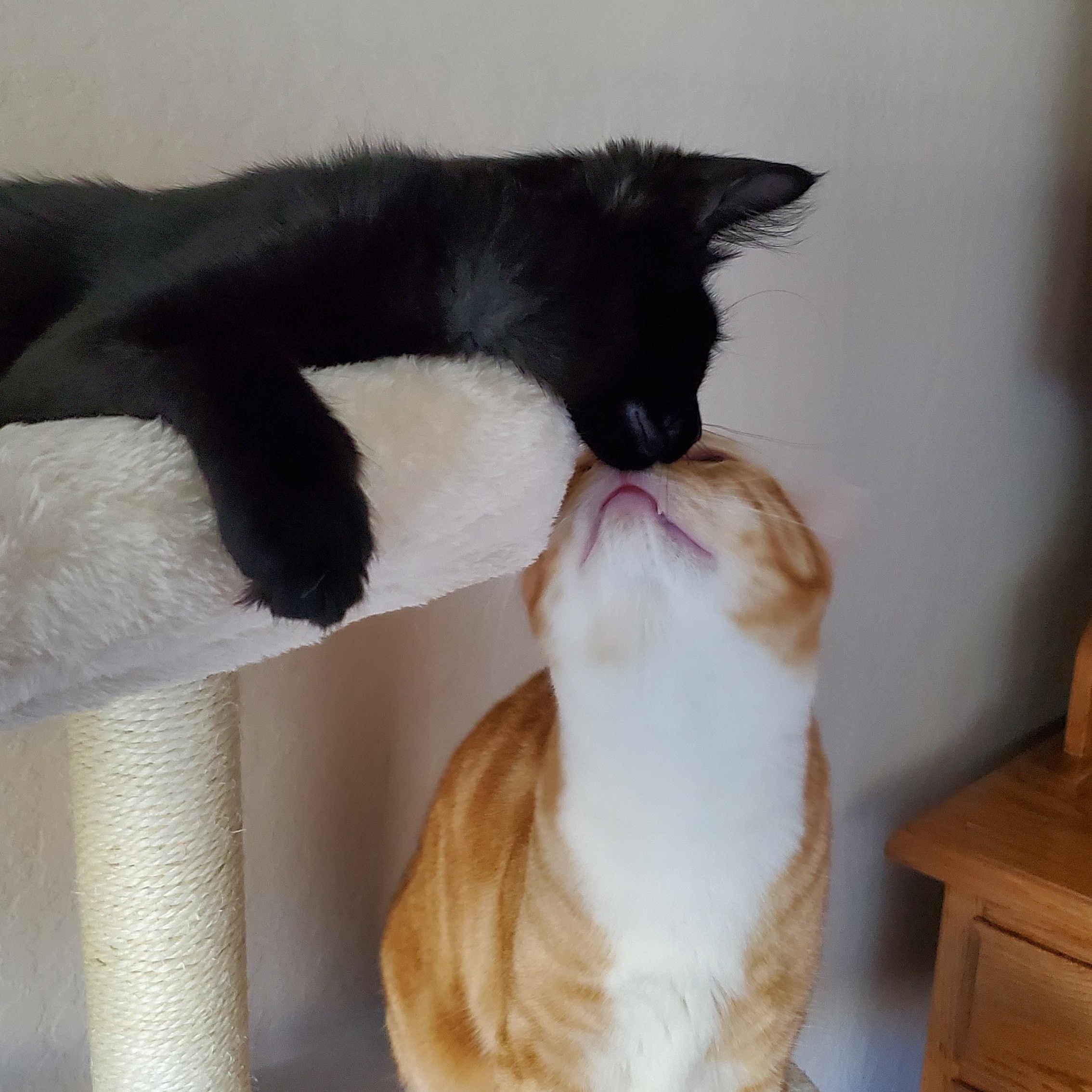 Nigel & Neil (bonded pair) 5