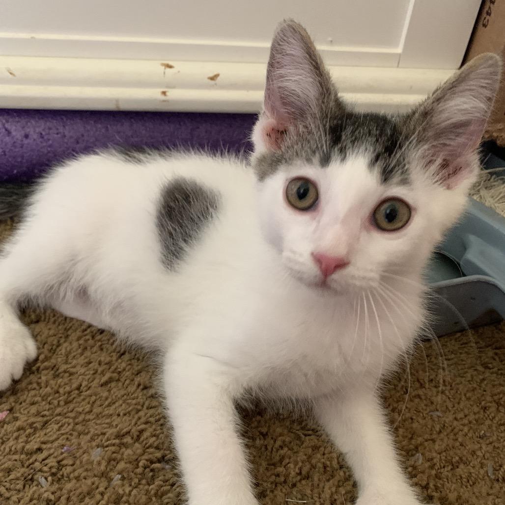 Johnny, Adoptable, Kitten Male Domestic Short Hair.