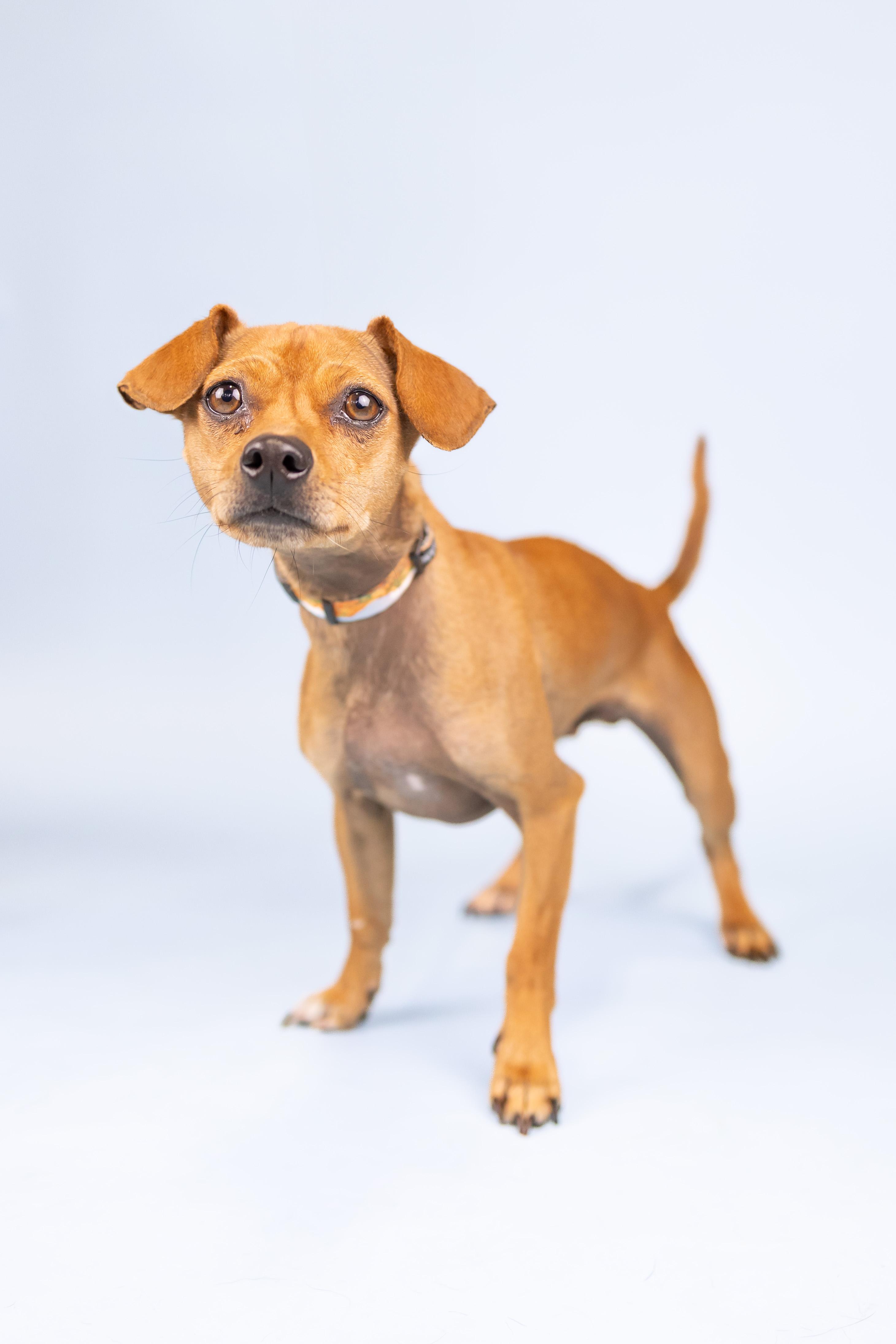 Kirby, Adult Male Chihuahua