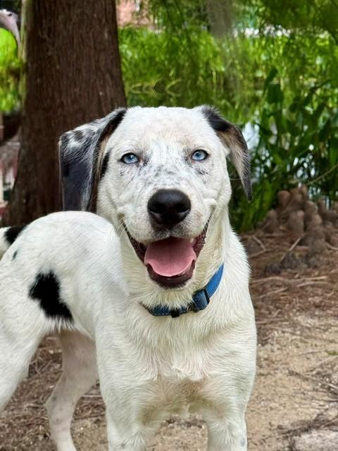 Enlarge Luke, a ADOPTABLE mixed breed in Unionville, CT image 2/6