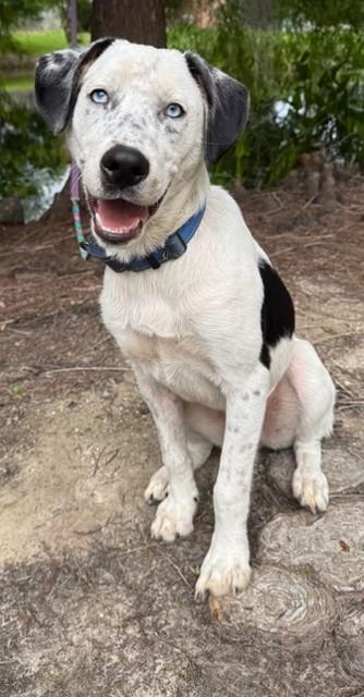 Enlarge Luke, a ADOPTABLE mixed breed in Unionville, CT image 3/6