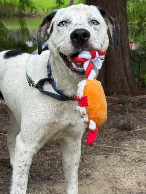 Enlarge Luke, a ADOPTABLE mixed breed in Unionville, CT image 5/6