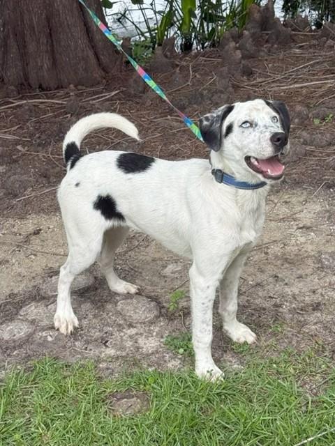 Enlarge Luke, a ADOPTABLE mixed breed in Unionville, CT image 6/6