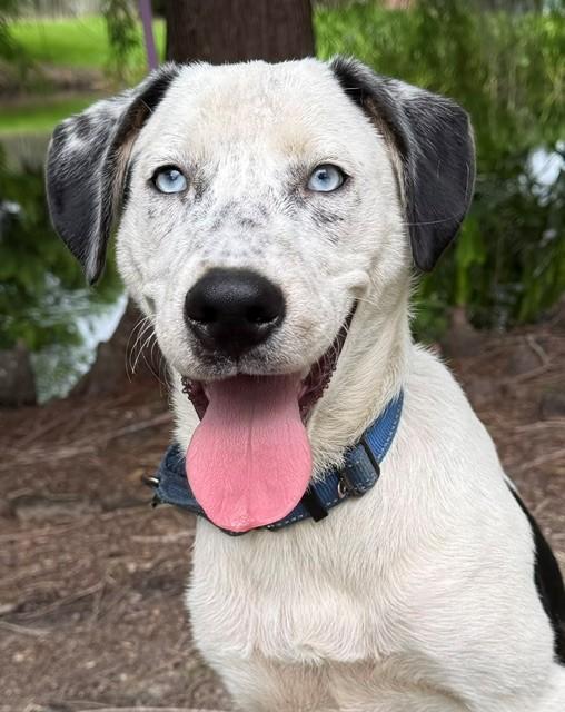 Luke, ADOPTABLE, Young Male Catahoula Leopard Dog & Dalmatian.