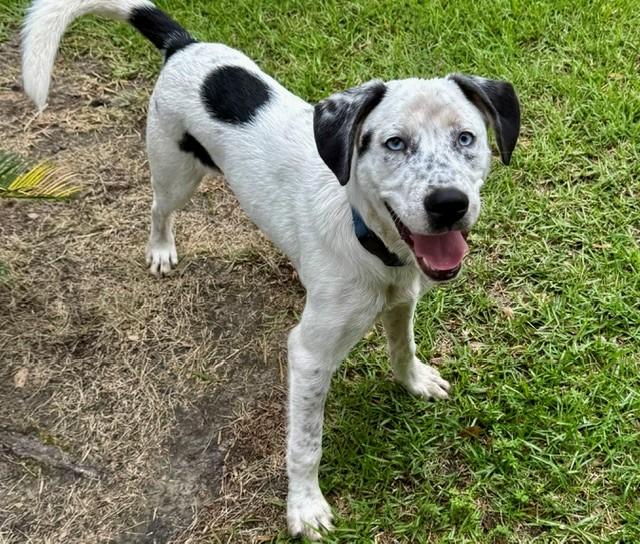Enlarge Luke, a ADOPTABLE mixed breed in Unionville, CT image 4/6