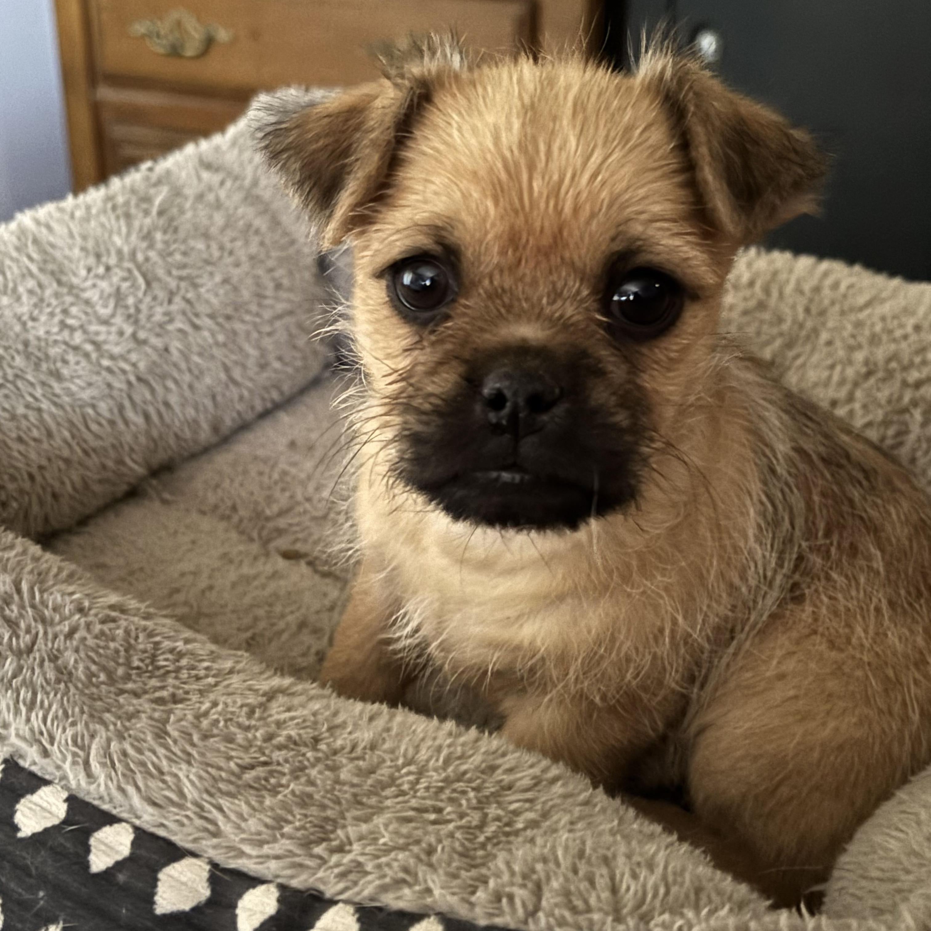 JuJu Bean, adoptable, Puppy Male Pug & Chihuahua.