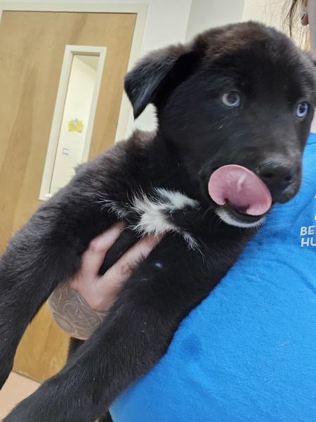 Battleship, Adoptable, Puppy Male Labrador Retriever & Siberian Husky.