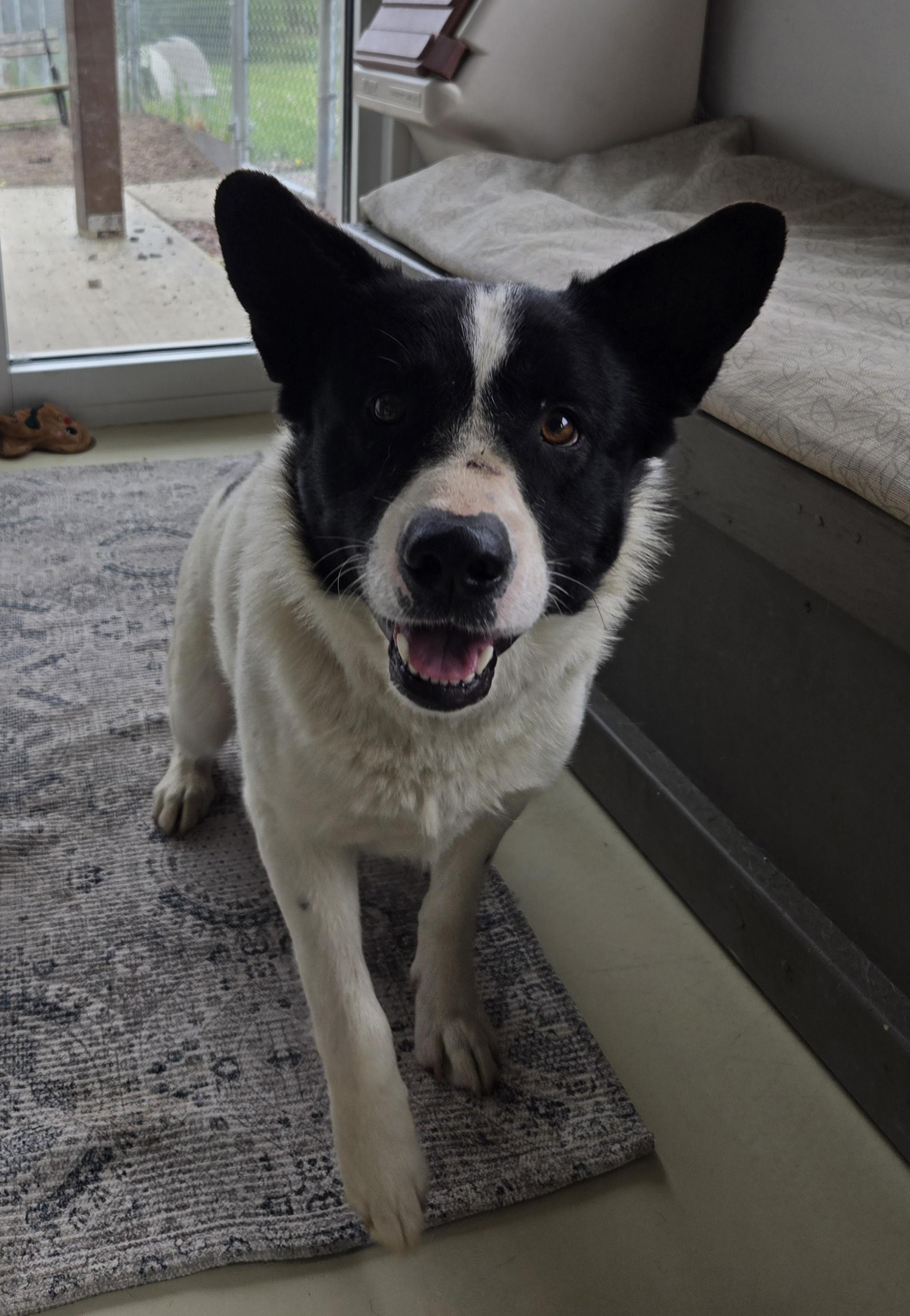 Jack, Adult Male Australian Cattle Dog / Blue Heeler
