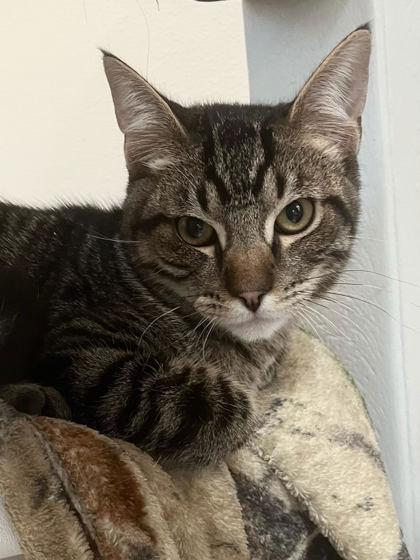 Alpine, Adoptable, Young Male Domestic Short Hair & Domestic Short Hair.