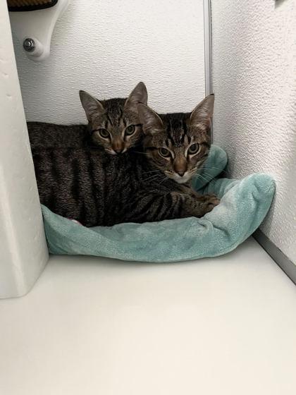 Enlarge Alpine, a Adoptable Domestic Short Hair in Roseville, CA image 3/3