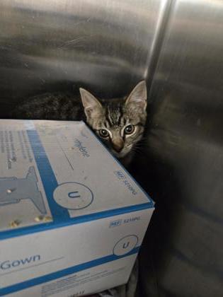 Enlarge Alpine, a Adoptable Domestic Short Hair in Roseville, CA image 3/3