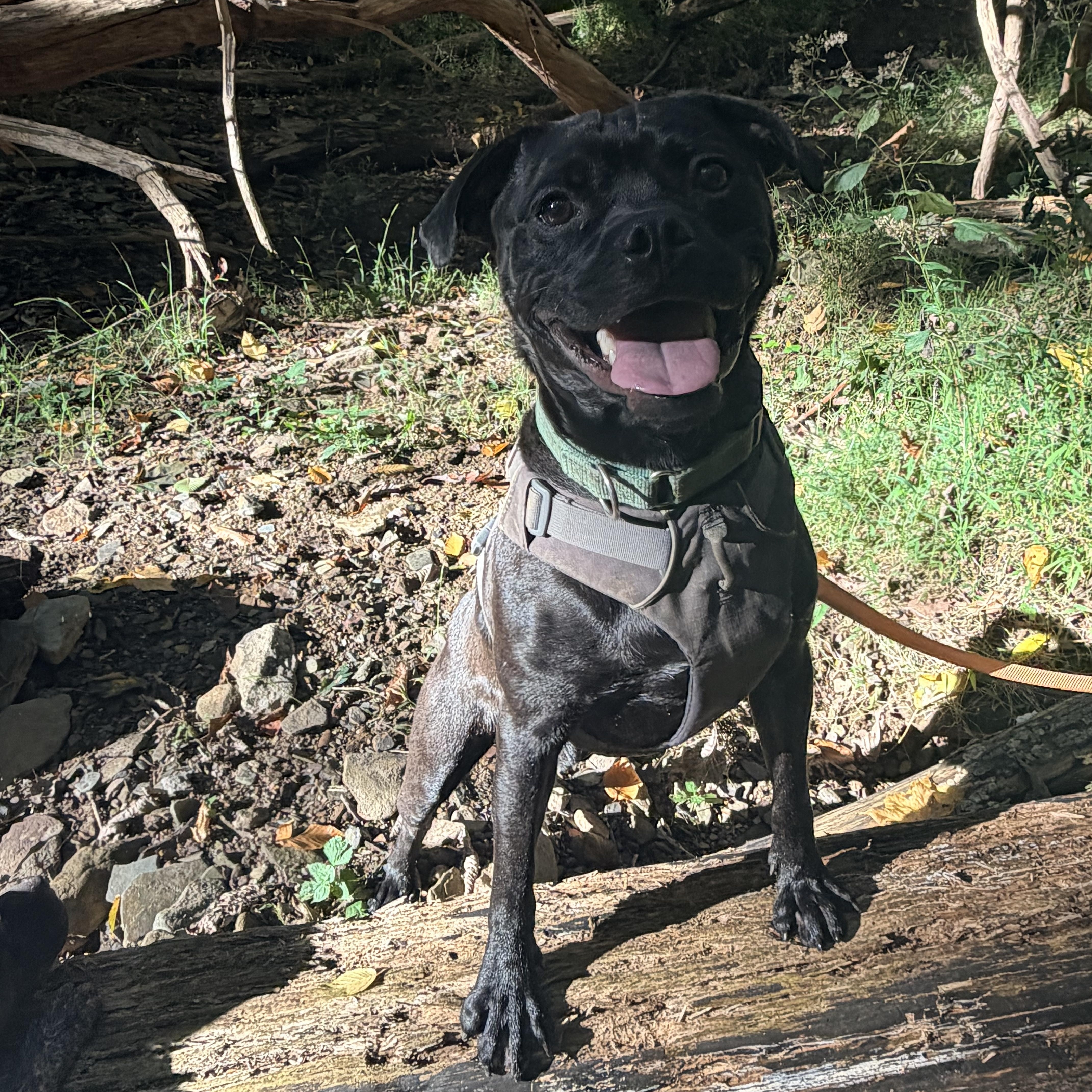 Enlarge Knight, a Adopted mixed breed in White Oak, PA image 3/6