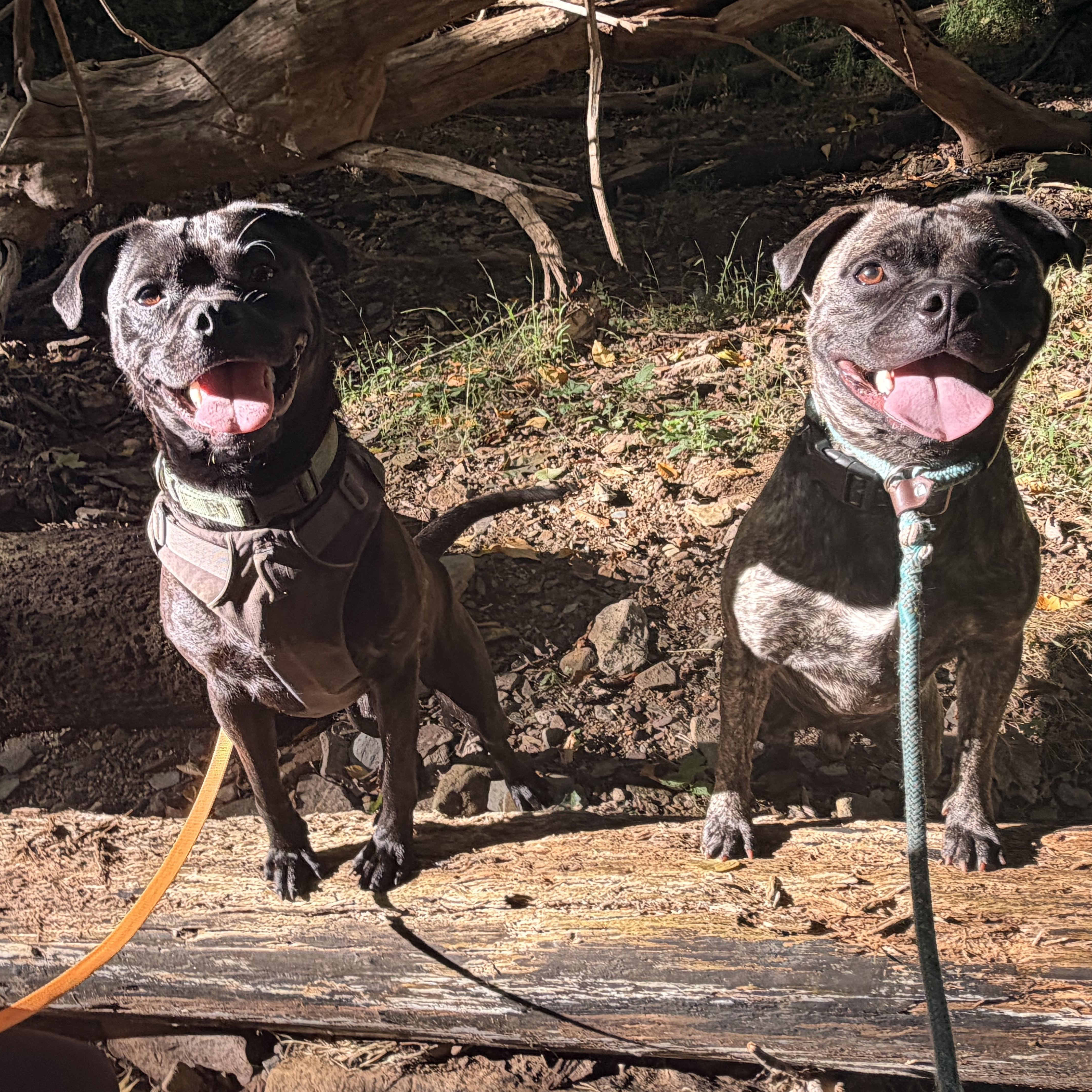 Enlarge Knight, a Adopted mixed breed in White Oak, PA image 4/6