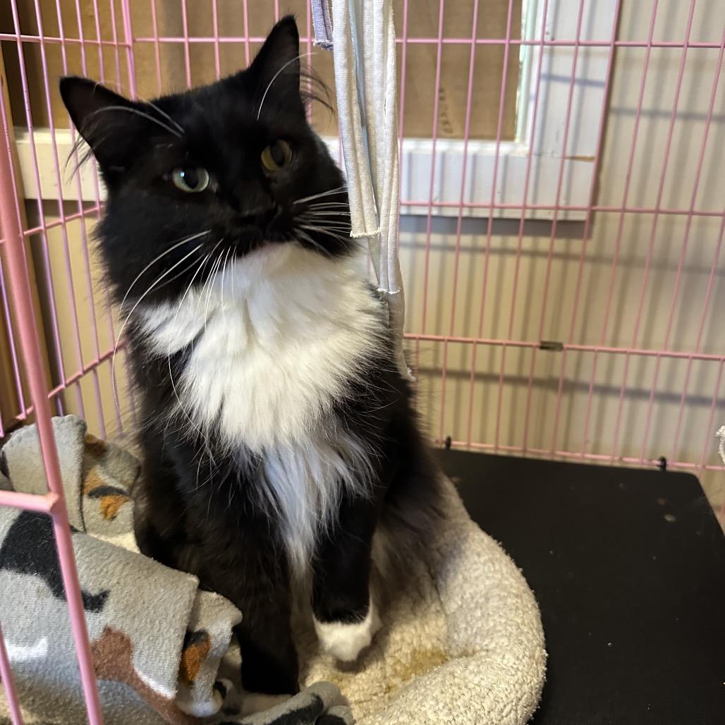 Sophia, Adoptable, Adult Female Domestic Short Hair.