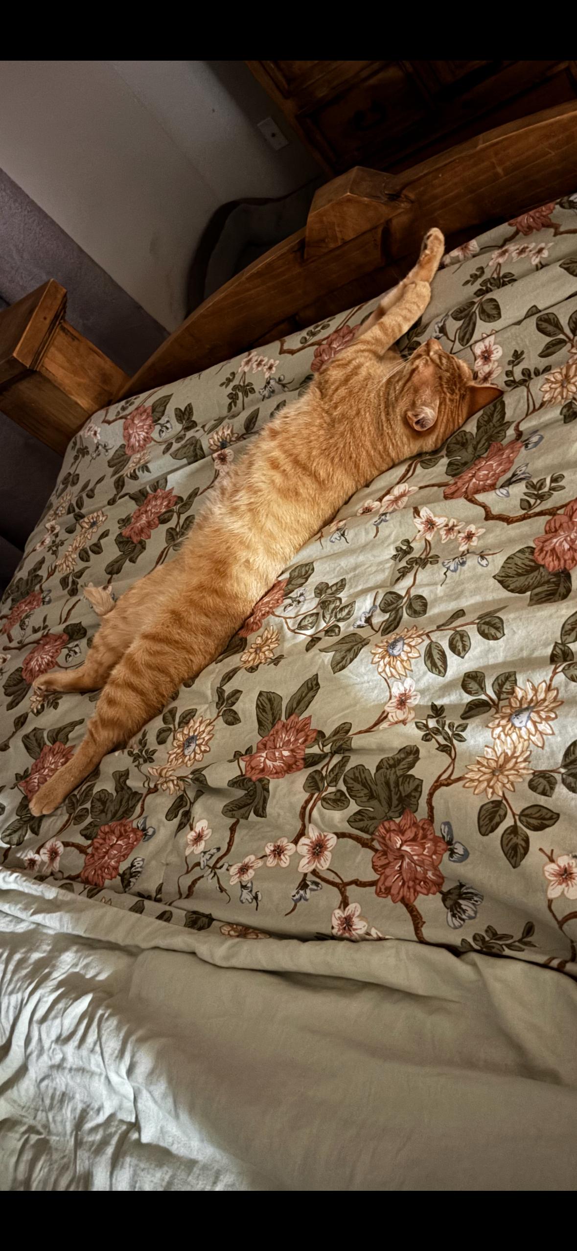 Cooper, a ADOPTABLE American Shorthair in Springdale, AR image 3/3