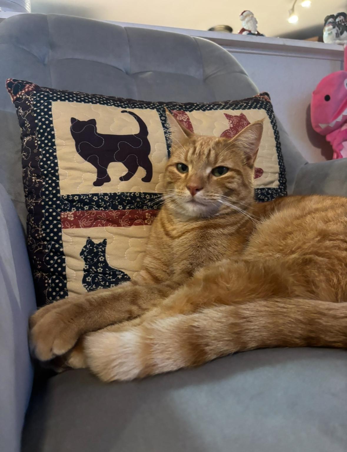 Cooper, ADOPTABLE, Adult Male American Shorthair.