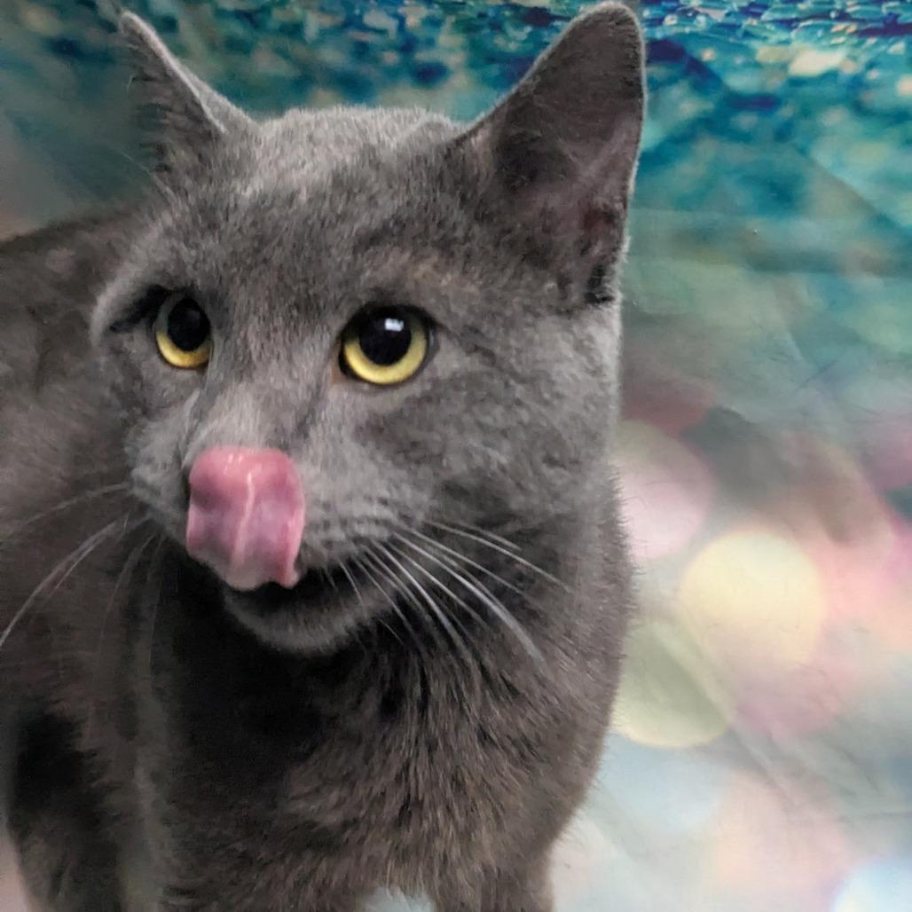 Latte, Adoptable, Adult Male Domestic Short Hair.