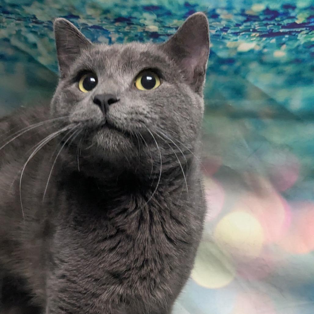 Enlarge Latte, a Adoptable mixed breed in Chesapeake, VA image 2/2