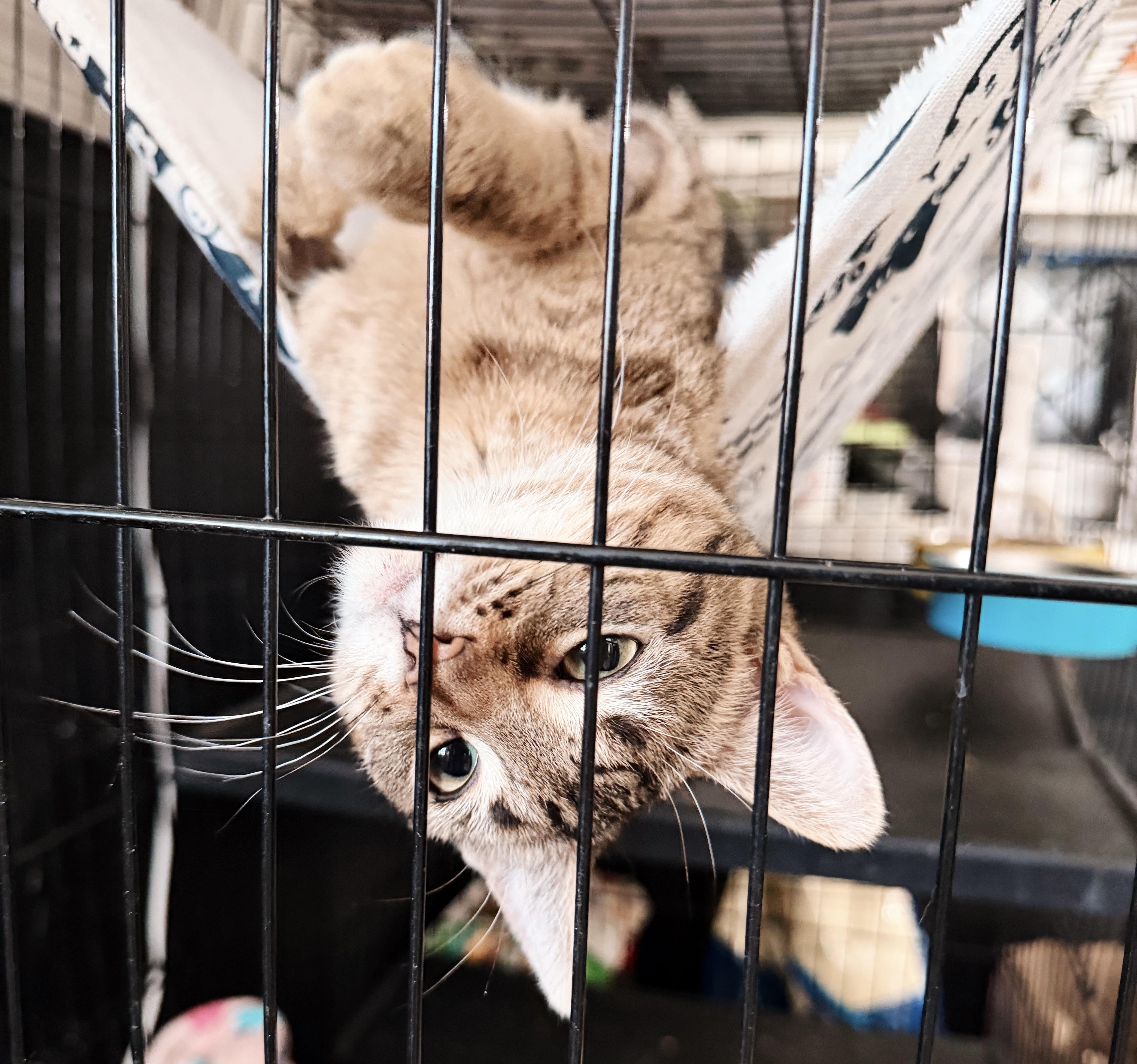 Mya, an adopted Tabby in Philadelphia, PA image 4/5