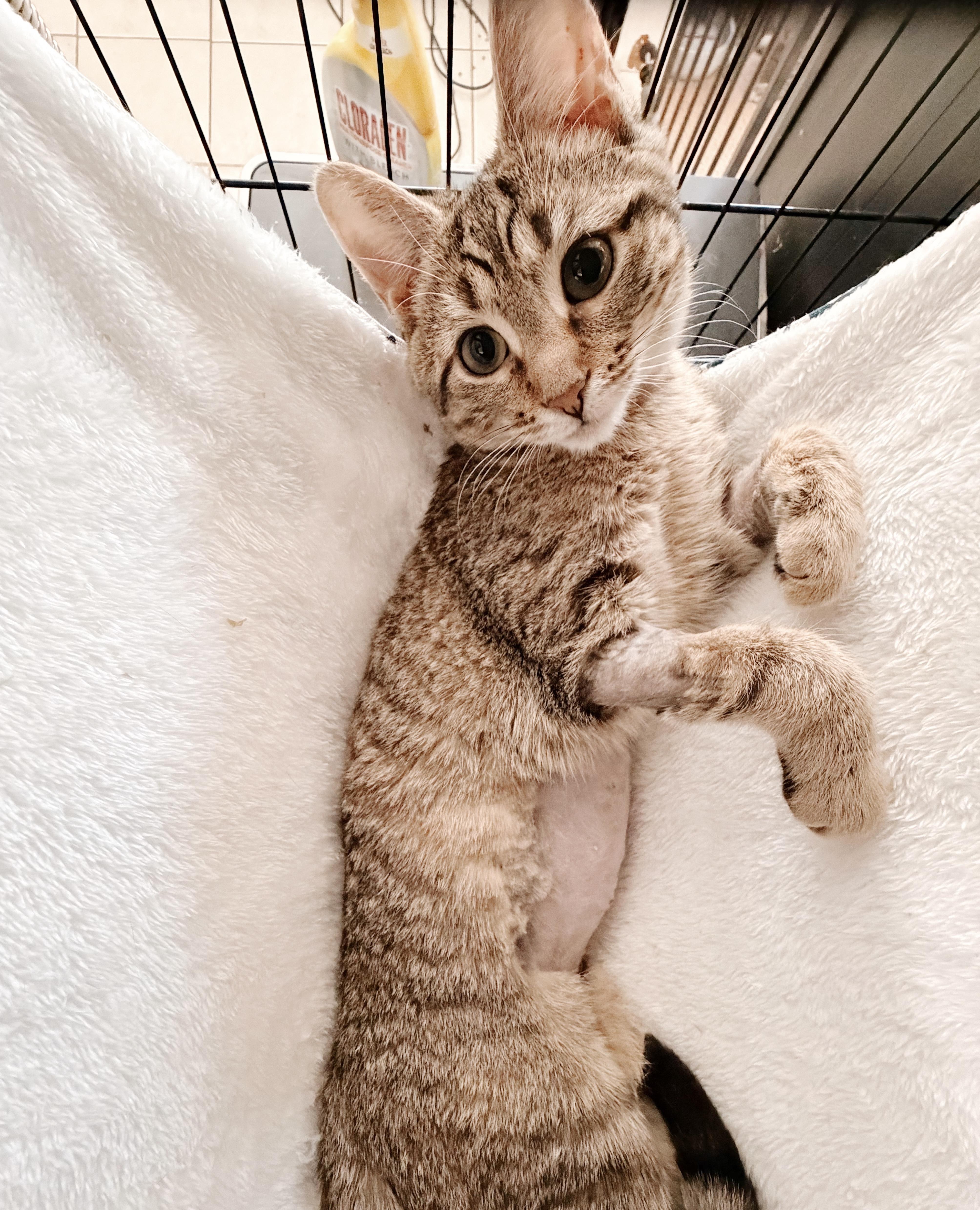 Mya, an adopted Tabby in Philadelphia, PA image 5/5