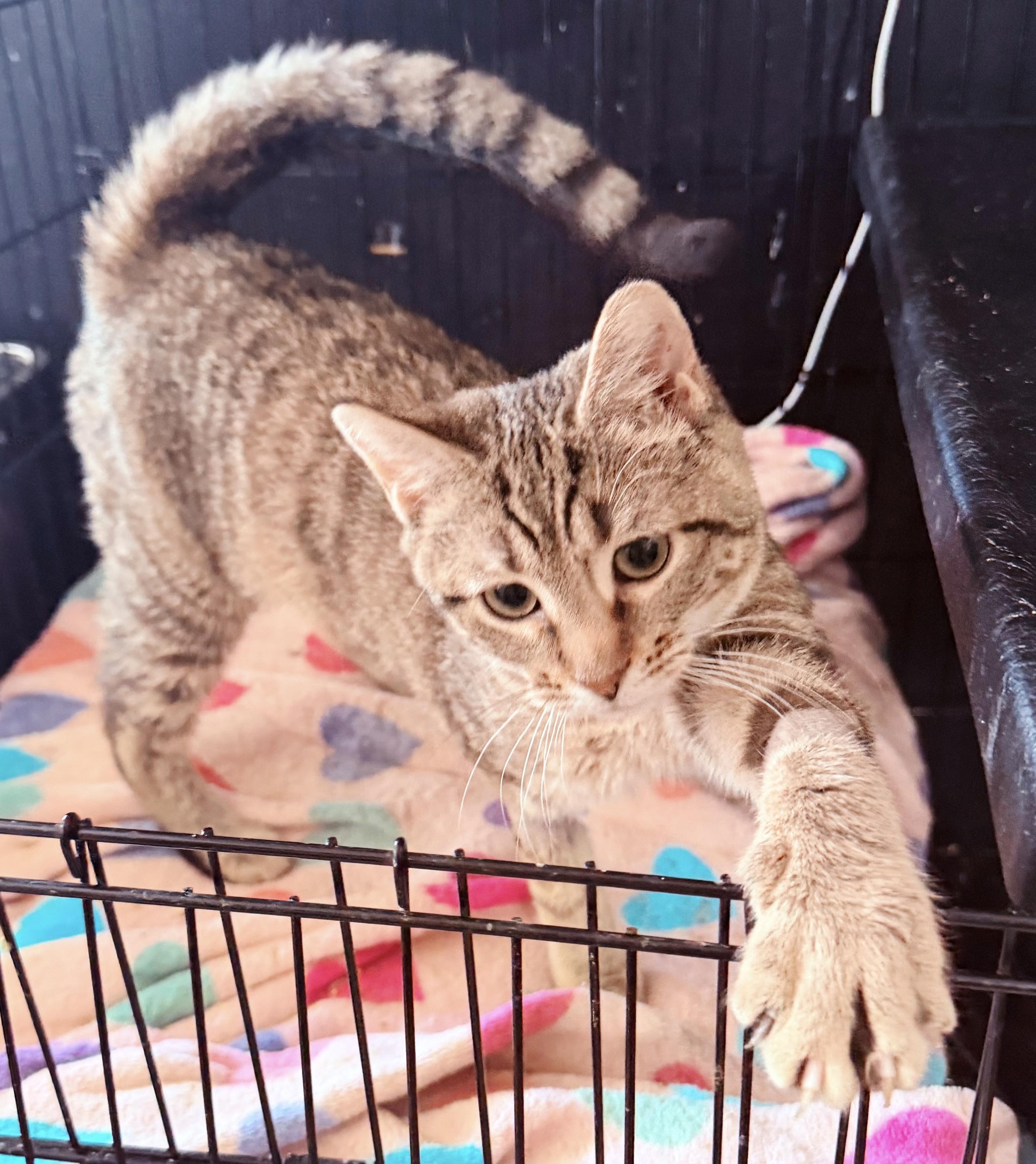 Mya, an adopted Tabby in Philadelphia, PA image 3/5