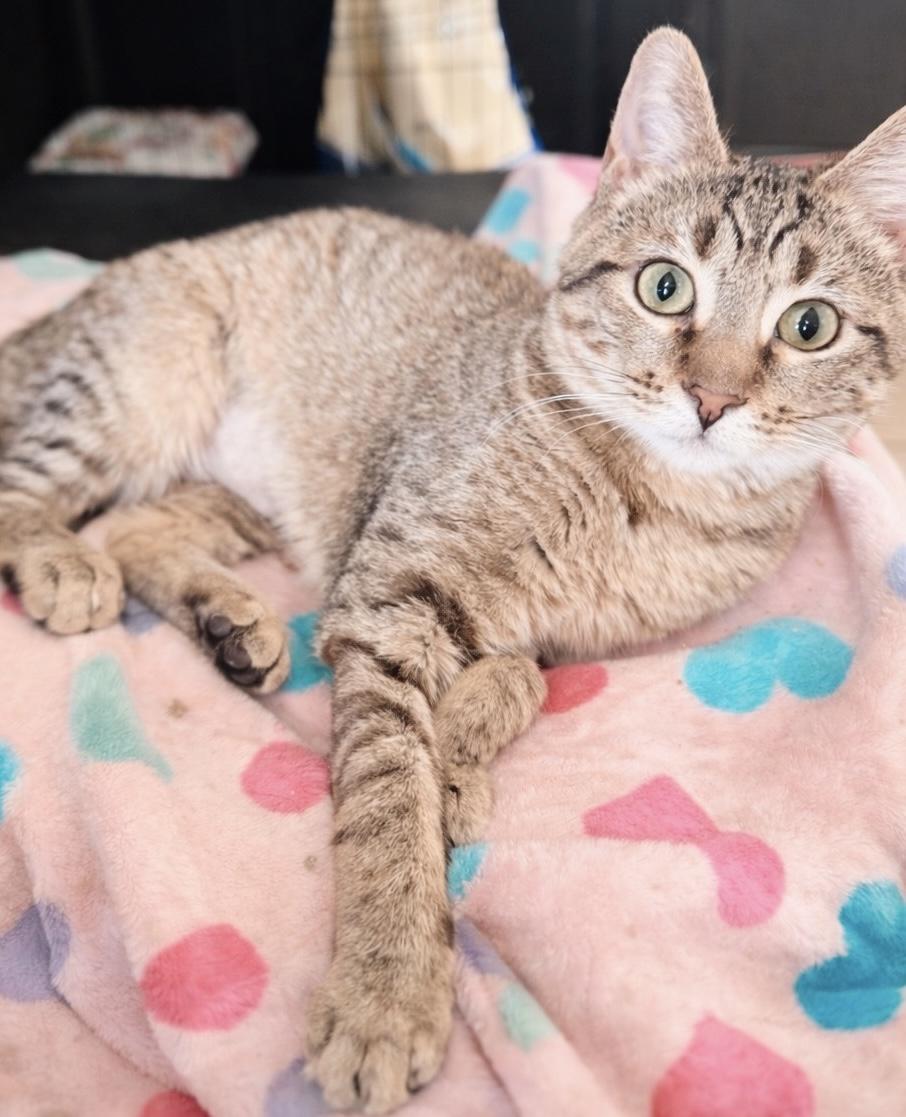 Mya, an adopted Tabby in Philadelphia, PA image 1/5